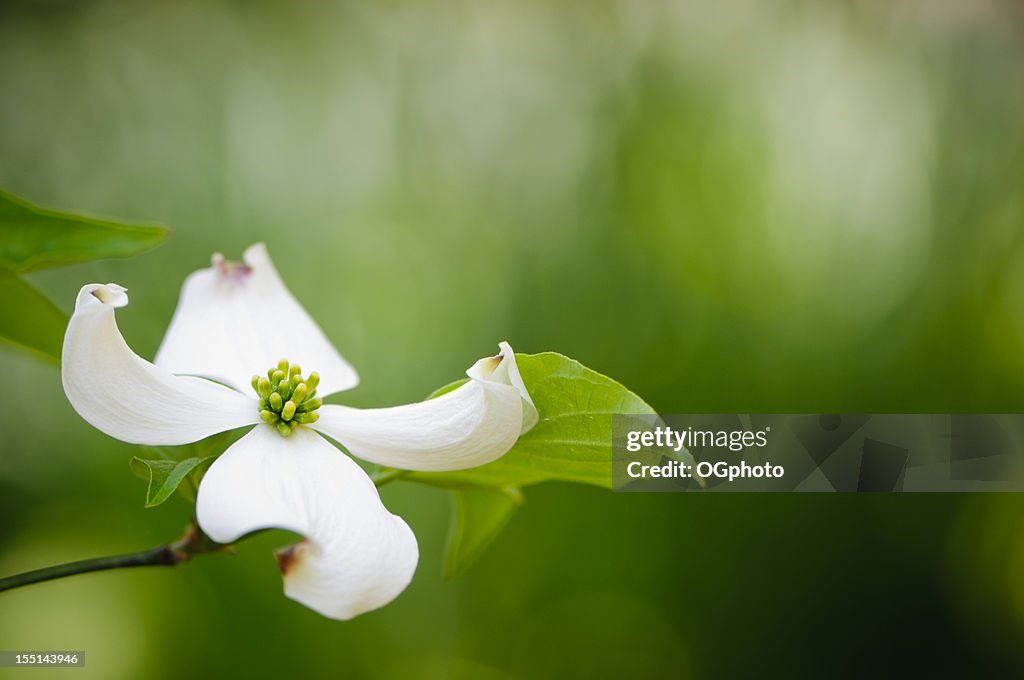 Flowering dogwood blossom