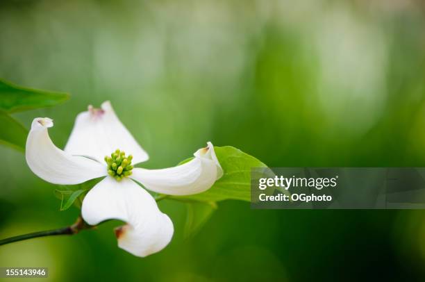 flores flor de corniso - dogwood blossom - fotografias e filmes do acervo