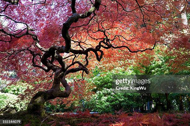 japanese maple tree in autumn - oriental garden stockfoto's en -beelden