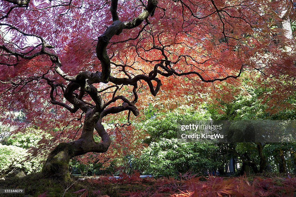 Japanese Maple Tree in Autumn
