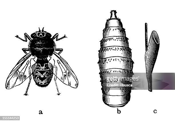 stockillustraties, clipart, cartoons en iconen met bot fly (oestrus ovis) - bot fly