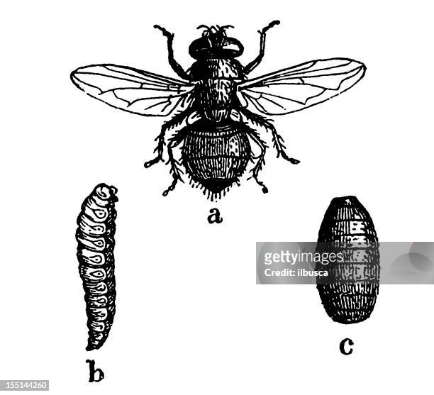 blow fly (lucilia caesar) - house fly stock illustrations