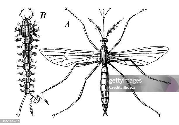 ilustrações, clipart, desenhos animados e ícones de common house mosquito (culex pipiens - mosquito