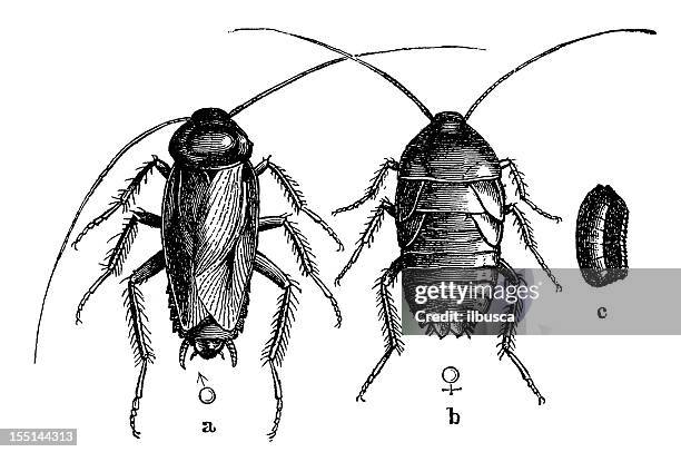 ilustrações, clipart, desenhos animados e ícones de oriental barata ou waterbug (blatta orientalis - cockroach