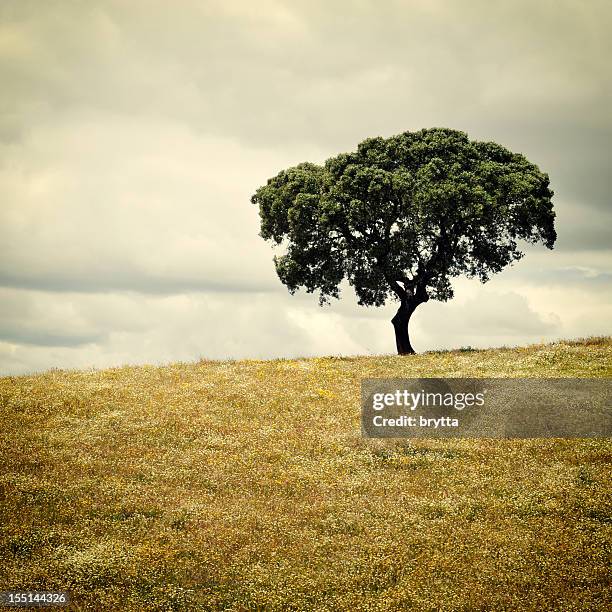 cork árbol solitario en prado con flores silvestres, alentejo región, portugal - cork tree fotografías e imágenes de stock