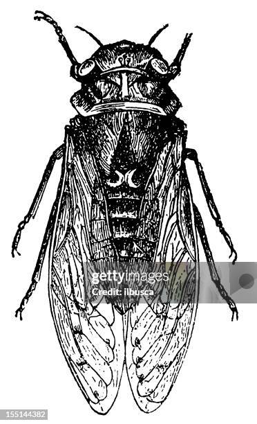 cicada (cicada orni) - cicada stock illustrations