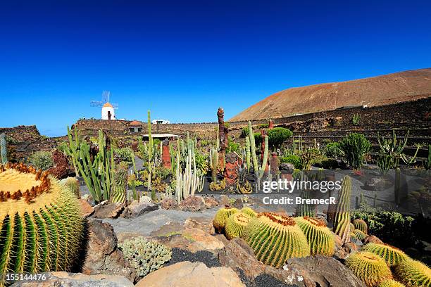 cactus garden - lanzarote stock pictures, royalty-free photos & images