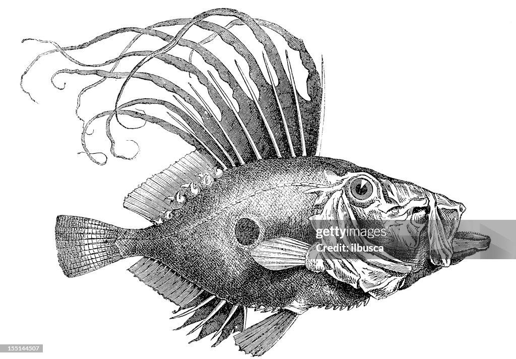 John Dory, St Pierre or Peter's Fish (Zeus Faber)