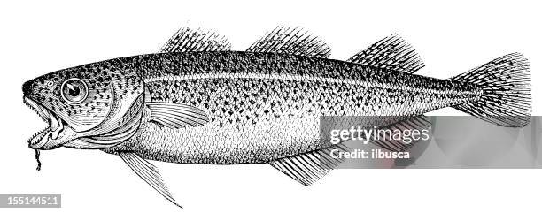 bildbanksillustrationer, clip art samt tecknat material och ikoner med atlantic cod (gadus morhua) - torsk