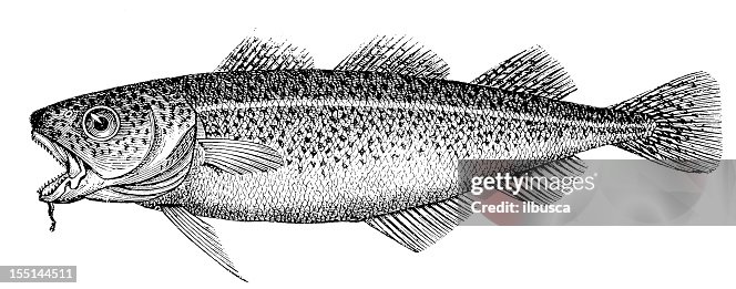 Atlantic Cod High-Res Vector Graphic - Getty Images