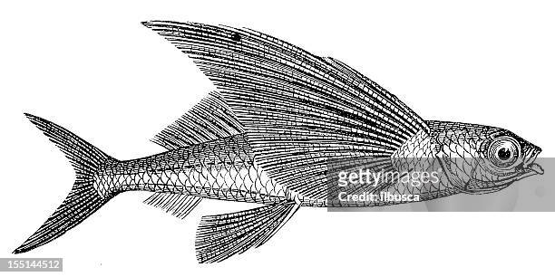 flying fish (exocoetus lady - meeresfisch stock-grafiken, -clipart, -cartoons und -symbole