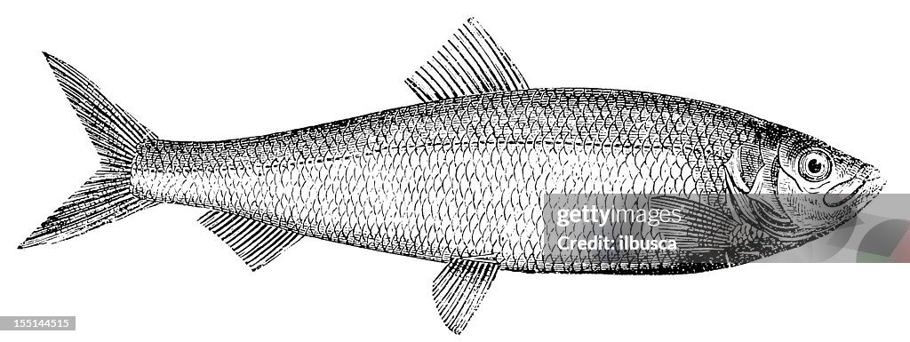 Atlantic Herring (Clupea Harengus)