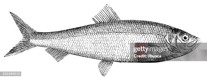 Atlantic Herring (Clupea Harengus) Atlantic Herring (Clupea Harengus)