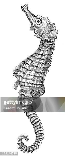 1 150点のタツノオトシゴイラスト素材 Getty Images 1 150点のタツノオトシゴイラスト素材 Getty Images