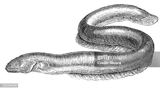 stockillustraties, clipart, cartoons en iconen met electric eel (electrophorus electricus) - electric eel