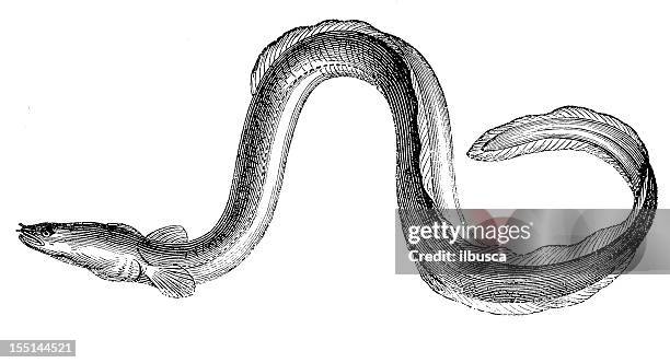 european eel (anguilla anguilla) - european eel stock illustrations