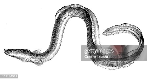European Eel (Anguilla Anguilla) European Eel (Anguilla Anguilla)