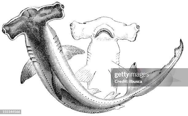 54,051 Black And White Animals High Res Illustrations - Getty Images 54,051 Black And White Animals High Res Illustrations - Getty Images