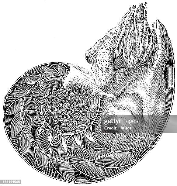 chambered nautilus (nautilus pompilius) - nautilus shell stock illustrations