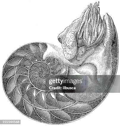 Chambered Nautilus (Nautilus Pompilius) Chambered Nautilus (Nautilus Pompilius)