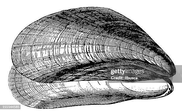 blue mussel (mytilus edulis) - animal shell stock illustrations