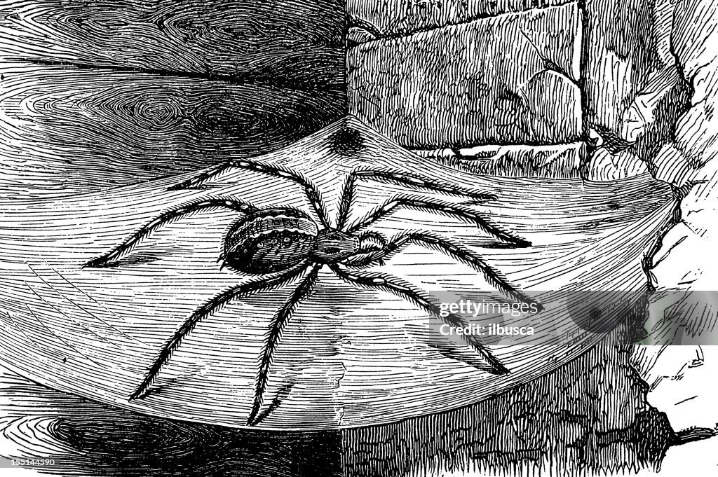 Domestic House Spider (Tegenaria Domestica)