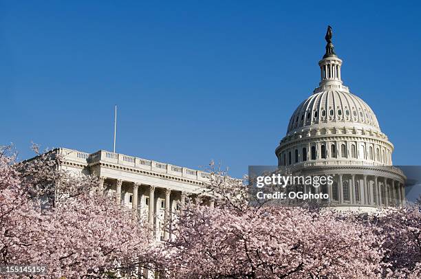 cherry blossoms and us capitol building in washington dc - washington dc spring stock pictures, royalty-free photos & images