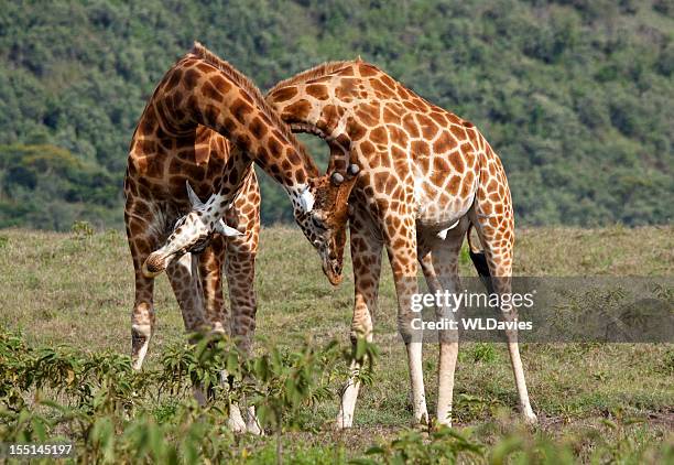 drehenden giraffe - tierhals stock-fotos und bilder