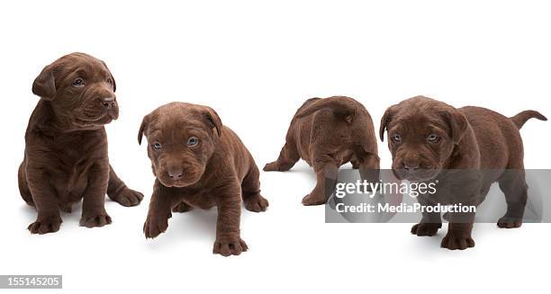 labrador chocolate puppies - newborn animal fotografías e imágenes de stock