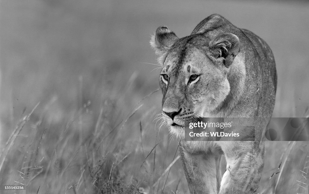 Prowling Lioness