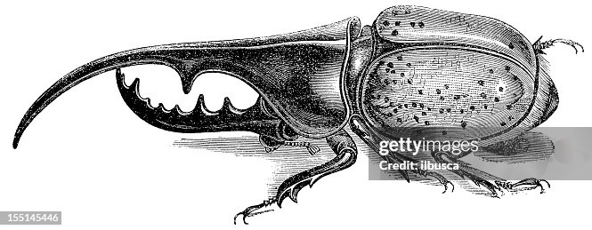 Hercules Beetle (Dynastes Hercules) Hercules Beetle (Dynastes Hercules)