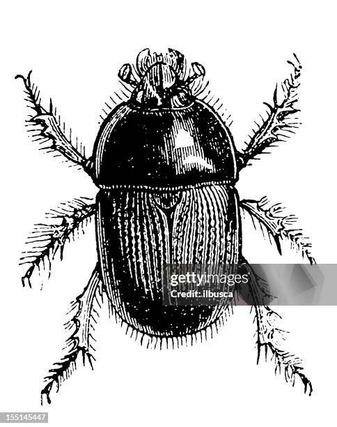 illustrations, cliparts, dessins animés et icônes de terre-ennuyeux crottin coléoptère (geotrupes stercorarius - scarabée