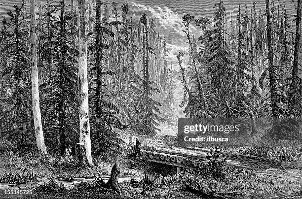 russian spruce forest - spruce stock illustrations