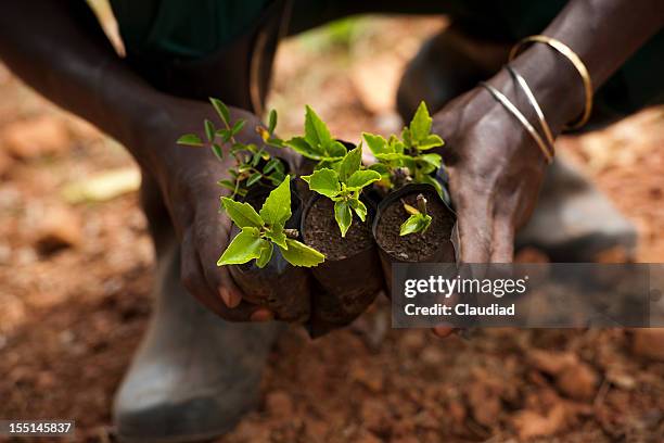 black hands with plants - agriculture africa stock pictures, royalty-free photos & images