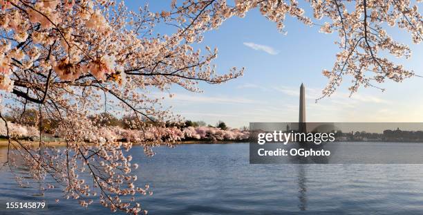 washington dc cherry blossoms and monument - ogphoto stock pictures, royalty-free photos & images