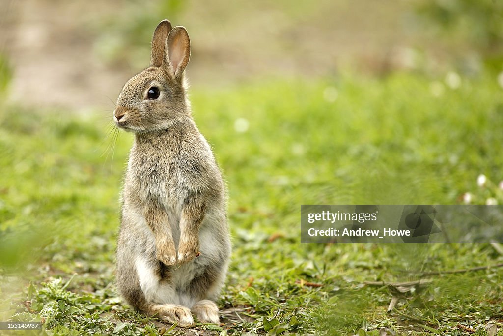 Wild Rabbit High-Res Stock Photo - Getty Images