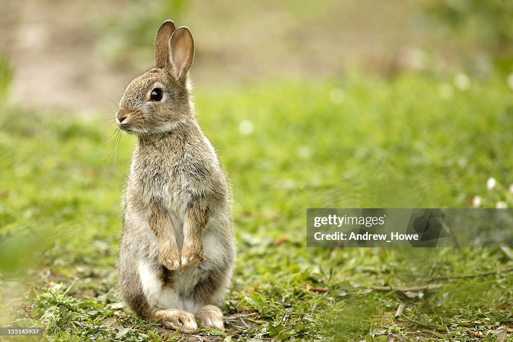 Wild Rabbit (Oryctolagus cuniculus)