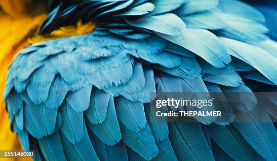 Guacamayo azul y amarillo feathers Guacamayo azul y amarillo feathers