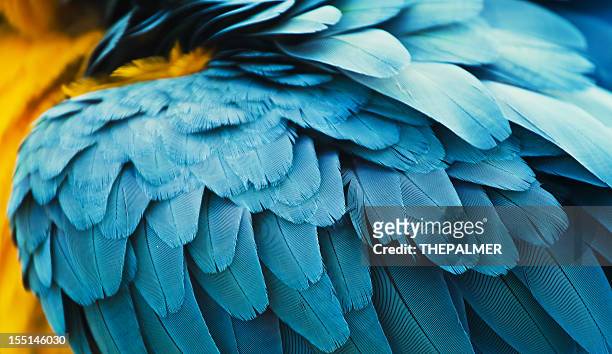 guacamayo azul y amarillo feathers - guacamayo fotografías e imágenes de stock