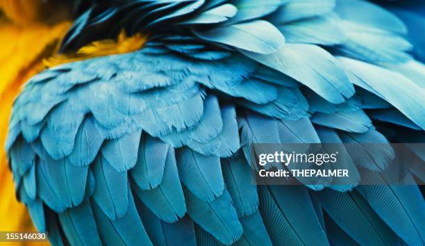 guacamayo azul y amarillo feathers - parrot fotografías e imágenes de stock