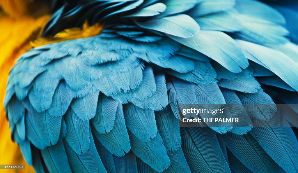 Yellow and blue macaw feathers