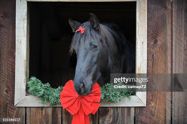 pferd mit roten schleife umgeben in der scheune fenster - christmas photos stock-fotos und bilder