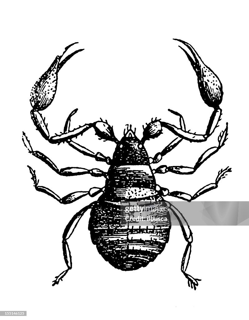 Pseudoscorpion or False Scorpion (Chelifer Cancroides)