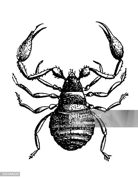 pseudoscorpion or false scorpion (chelifer cancroides) - pseudoscorpion stock illustrations