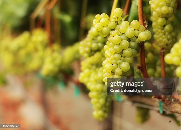 white wine grape bunches - chardonnay grape 個照片及圖片檔