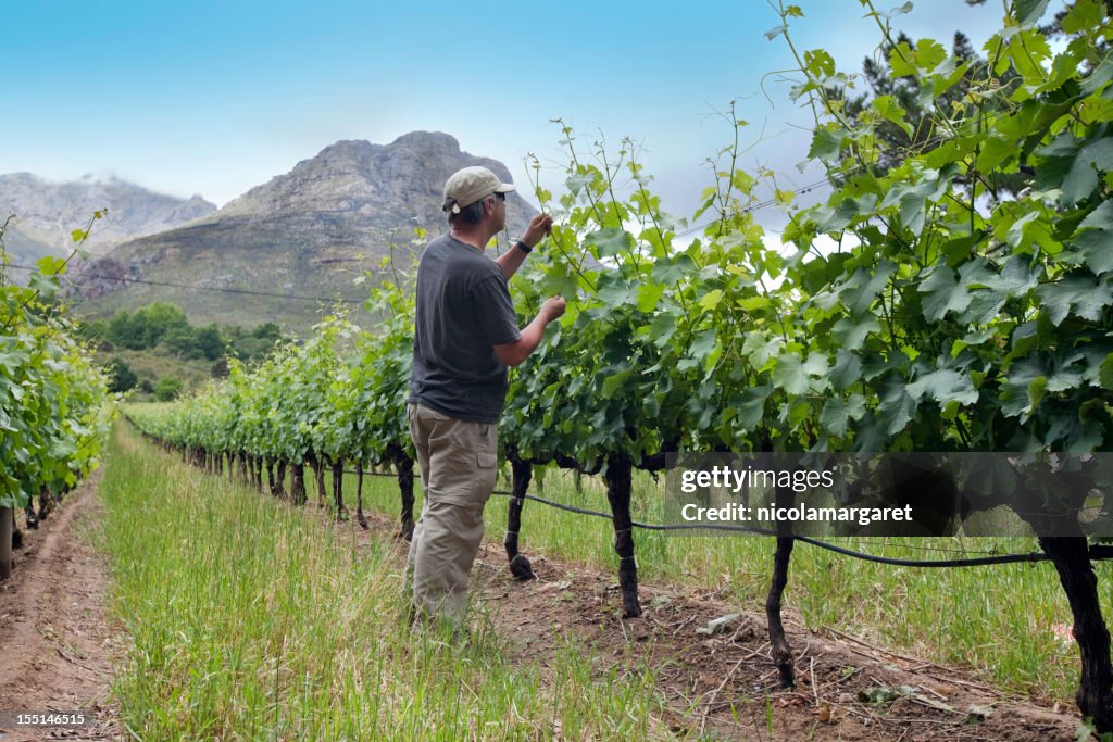 Farmer tending vines, Sudáfrica