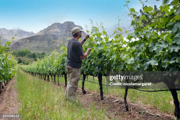 farmer tending vines, south africa - stellenbosch wine stock pictures, royalty-free photos & images