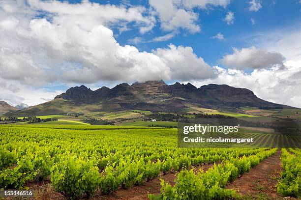 weingut in südafrika - republik südafrika stock-fotos und bilder