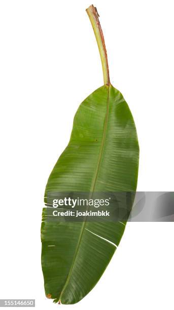 banana leaf isolated on white with clipping path - bananenblad stockfoto's en -beelden