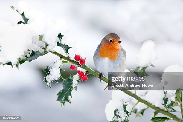 robin in the snow - christmas holly 個照片及圖片檔